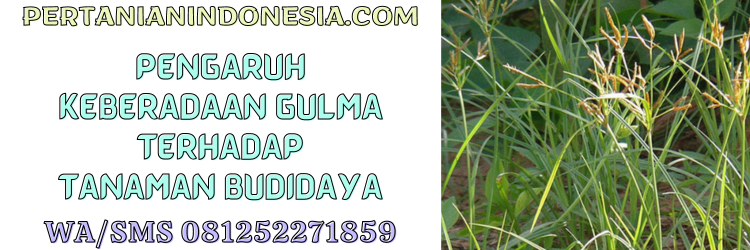 pengaruh,gulma,tanaman,budidaya,rumput liar,pertanian indonesia